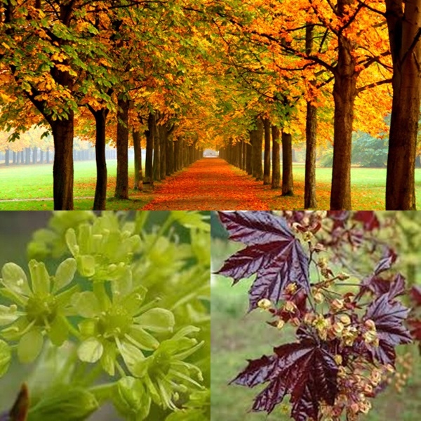 Pnie klonów w szkółce