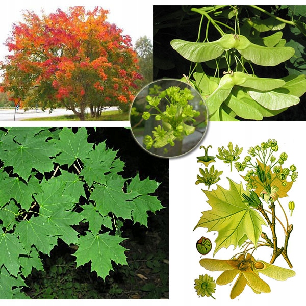 Liście klonu zwyczajnego