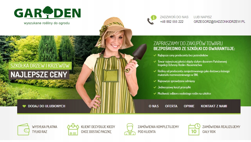 Klon zwyczajny drzewo ozdobne