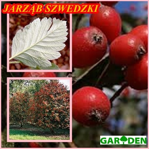 Jarząb szwedzki owoce