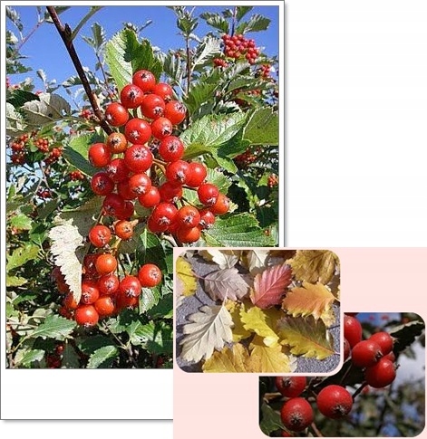 Jarząb szwedzki liście