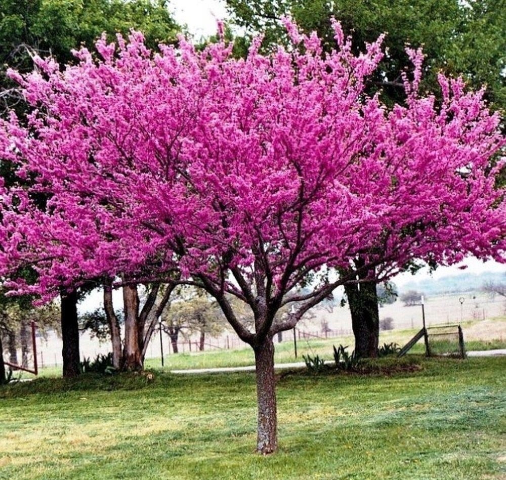 Judaszowiec kwitnienie