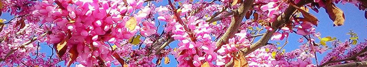 Lagerstroemia kwiaty