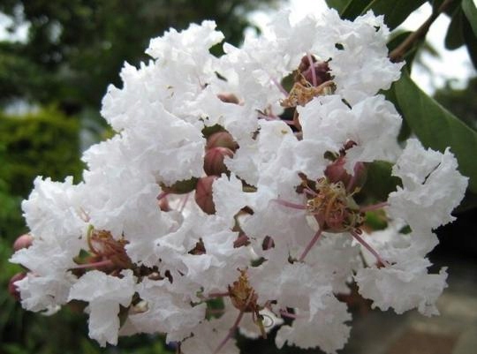 Lagerstroemia w donicy