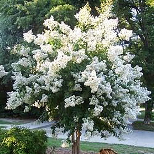 Kwiaty Lagerstroemia Nivea