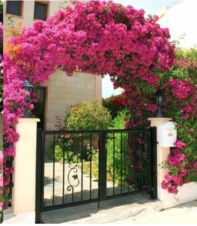 Kwiaty różowej Lagerstroemii