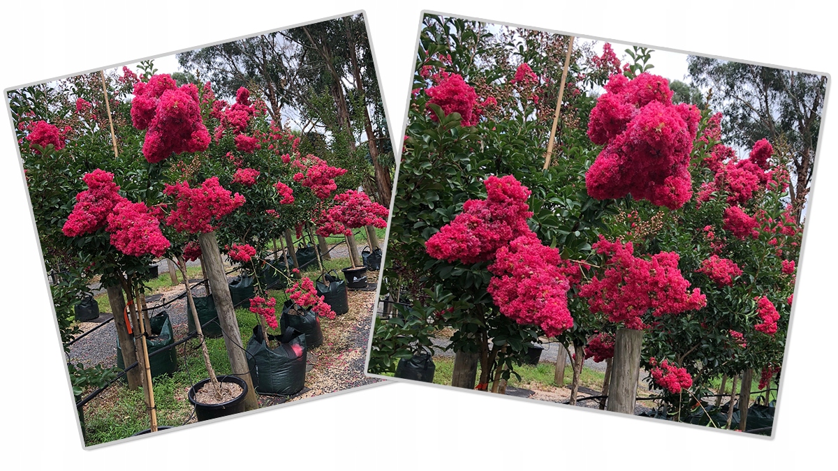 Lagerstroemia w doniczce