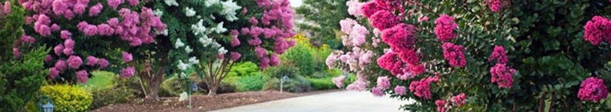 Lagerstroemia Indyjska fioletowa kwitnąca