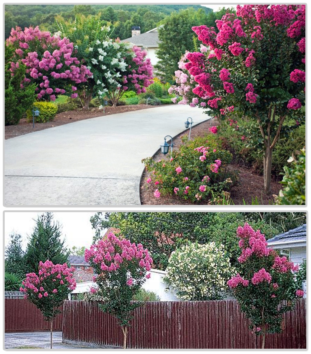Lagerstroemia fioletowa w ogrodzie