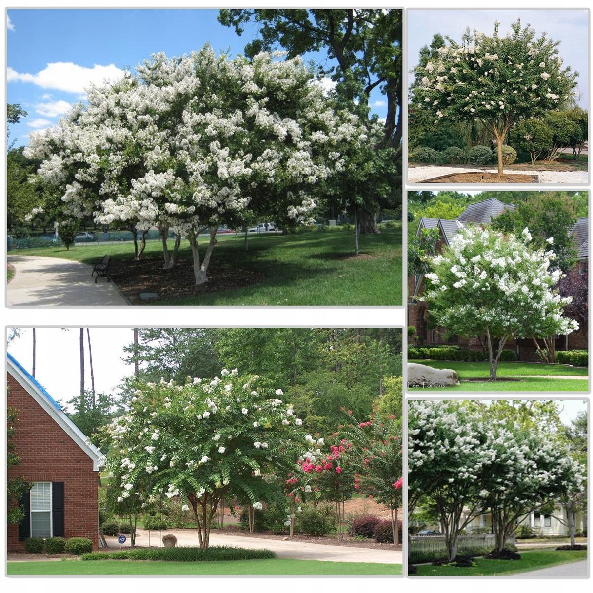 Lagerstroemia biała w doniczce