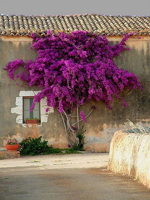 Kwiaty fioletowej Lagerstroemii