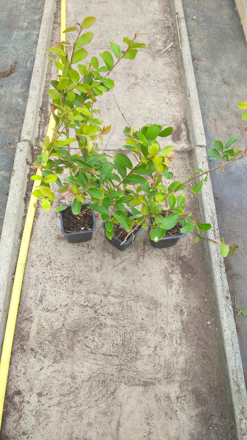 Realna sadzonka Lagerstroemii