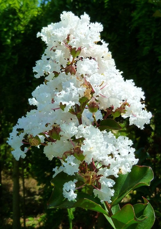 Lagerstroemia pokrój krzewu