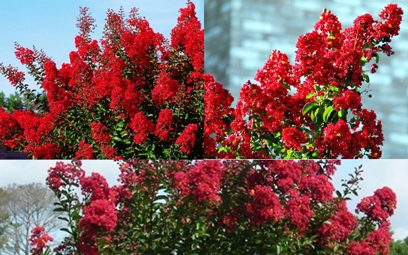 Lagerstroemia Indyjska różowo-fioletowa