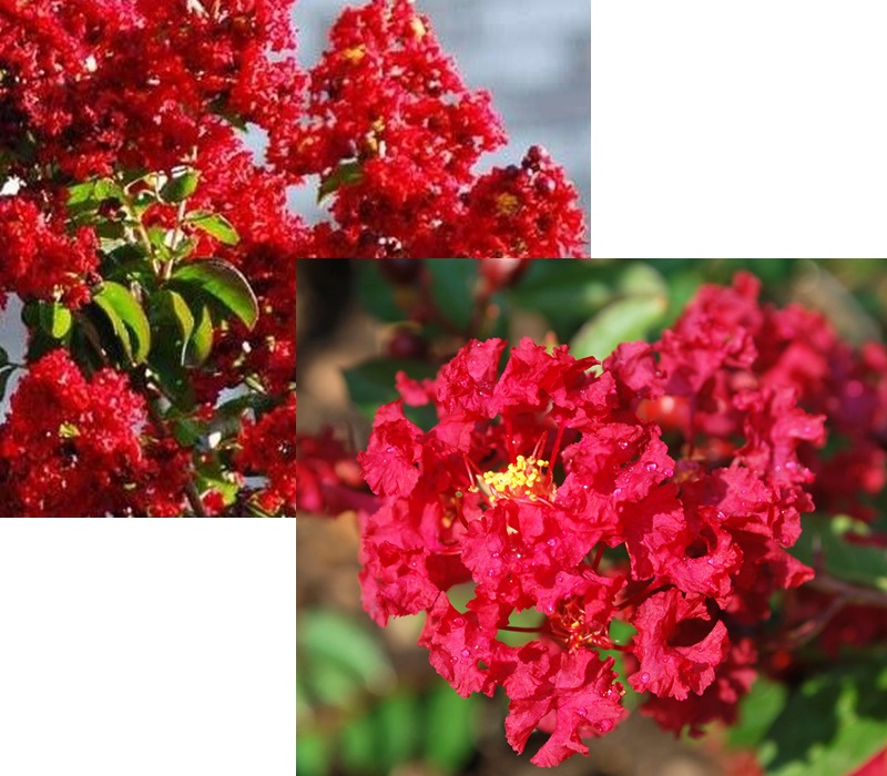 Uprawa Lagerstroemii