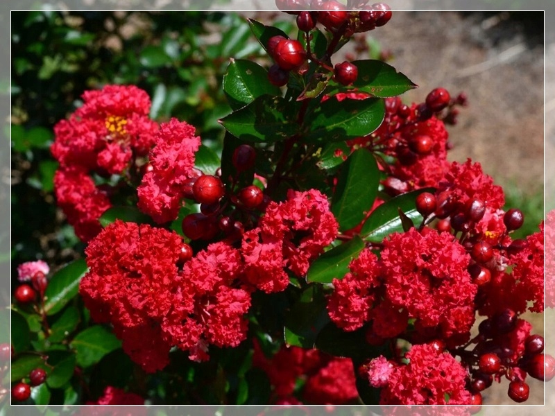 Realne zdjęcie sadzonki