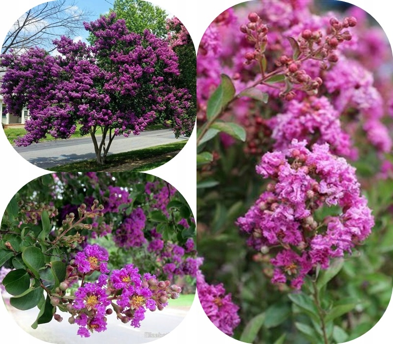 Lagerstroemia Indyjska w pełni kwitnienia