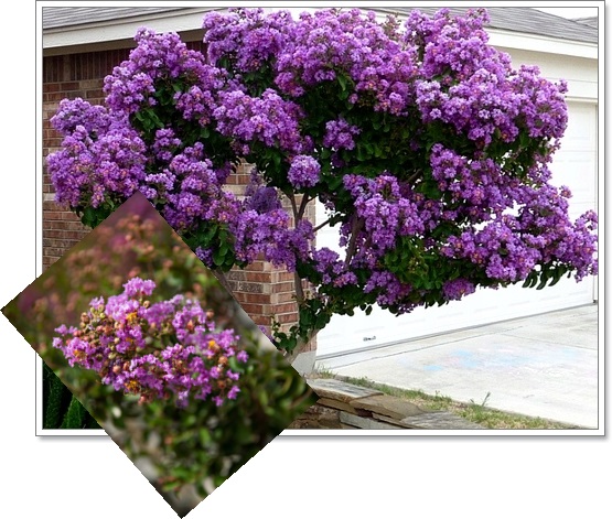 Lagerstroemia pokrój rośliny