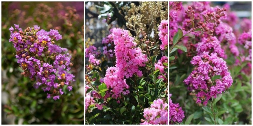 Sadzonka Lagerstroemii w szkółce