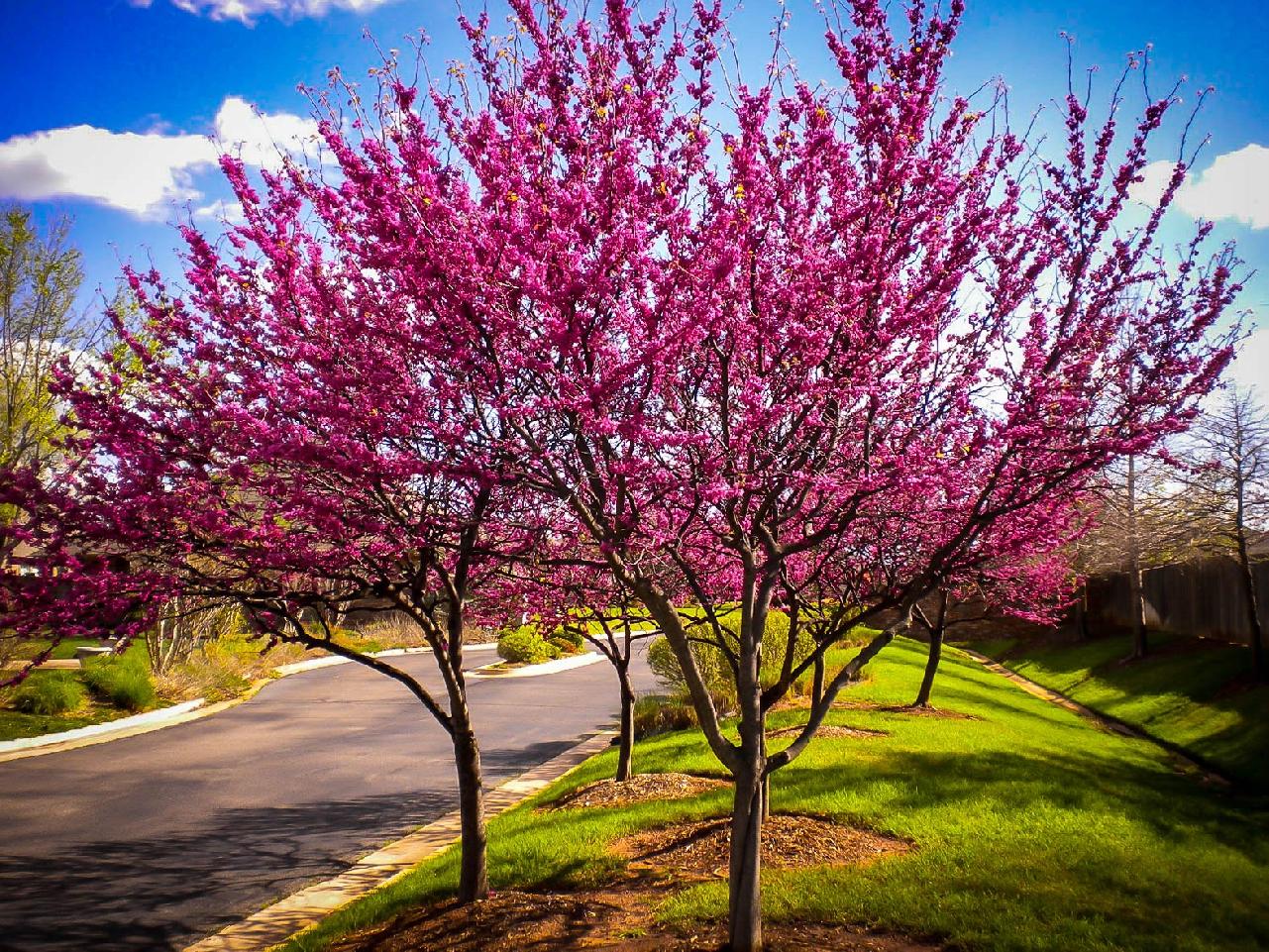 Sadzonka judaszowca 1