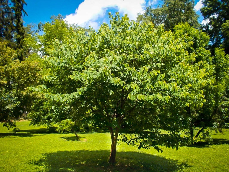 Liście i pokrój judaszowca