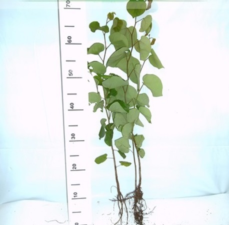 Sadzonka judaszowca 2