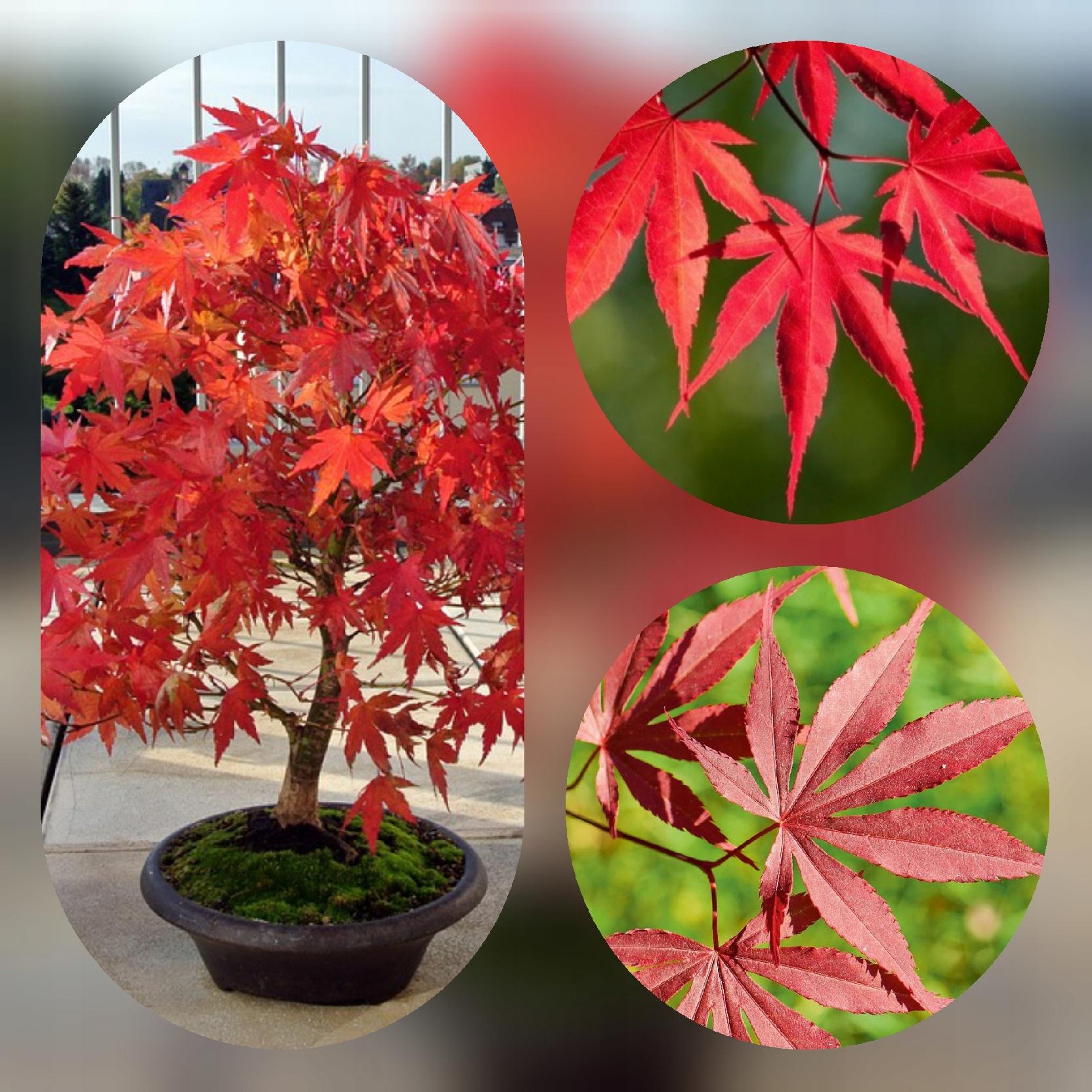 Klon palmowy Atropurpureum