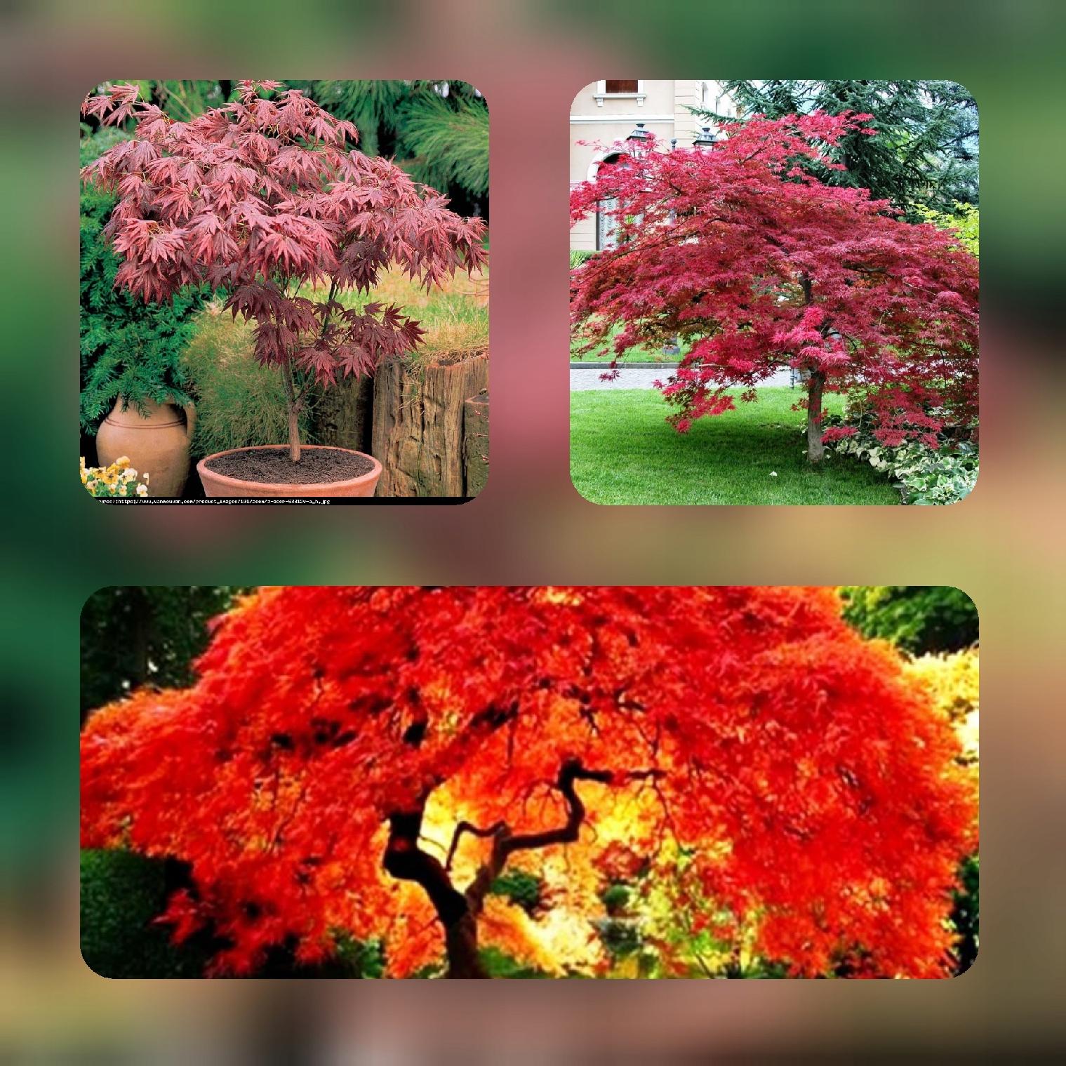 Klon palmowy w donicy