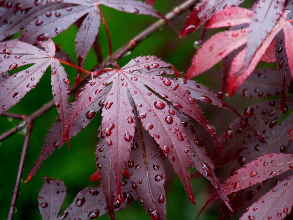 Pokrój klonu palmowego