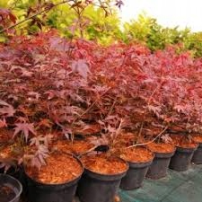 Szczegóły liści klonu