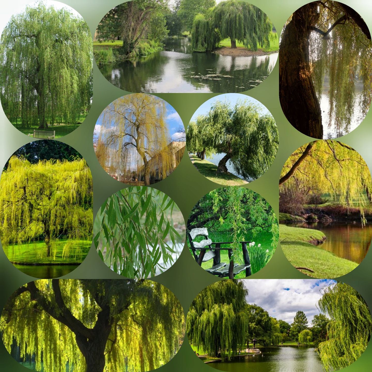 Wierzba płacząca drzewo