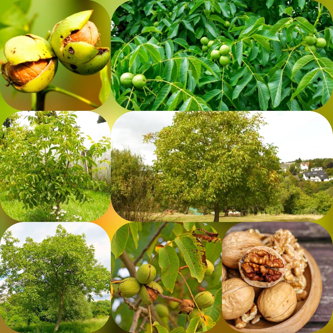 Orzech włoski owoce