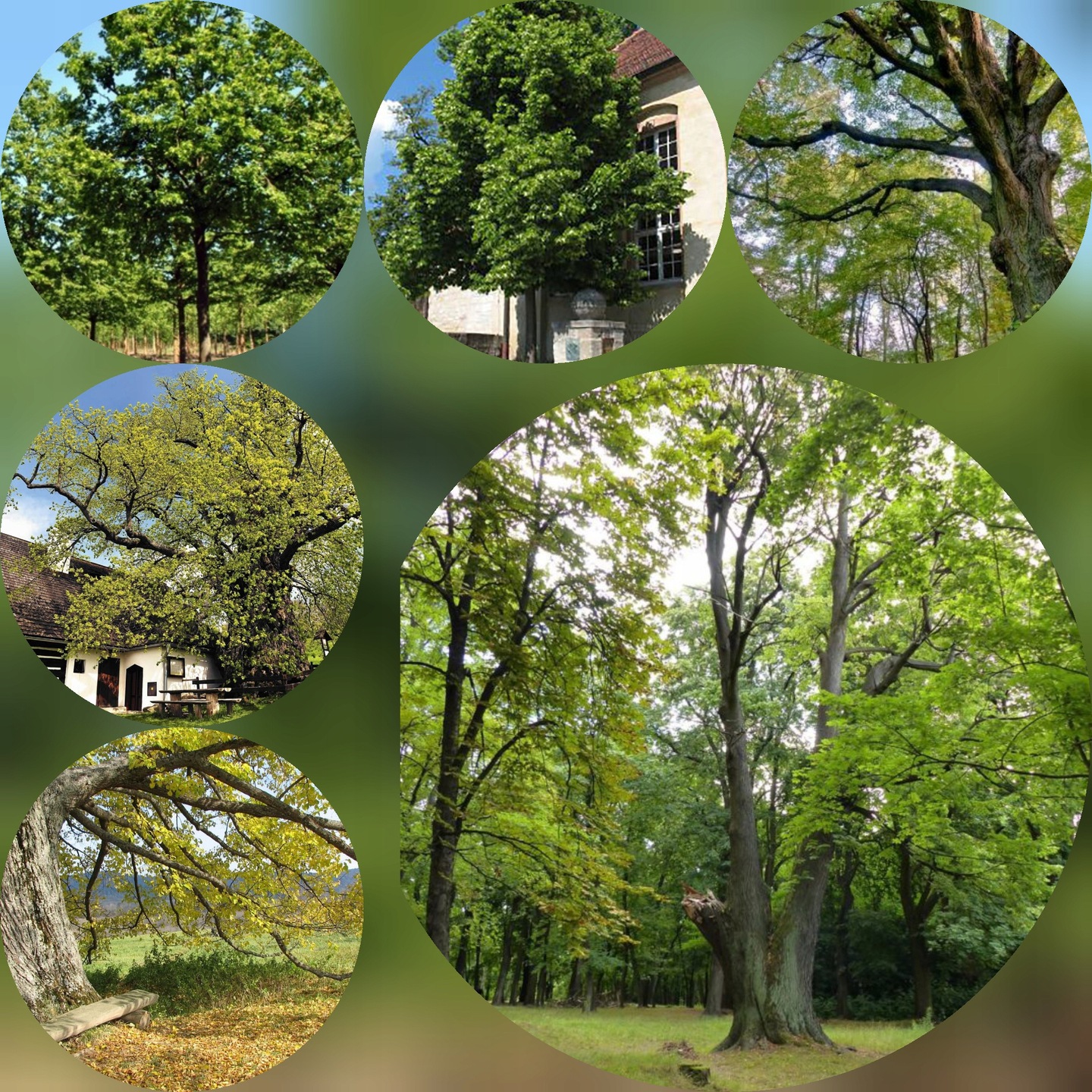 Lipa drobnolistna Tilia cordata sadzonka