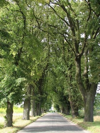 Liście lipy drobnolistnej