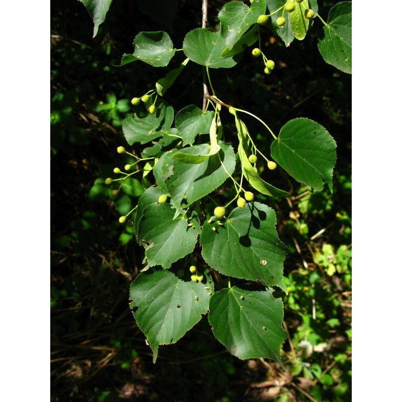 Lipa drobnolistna pokrój