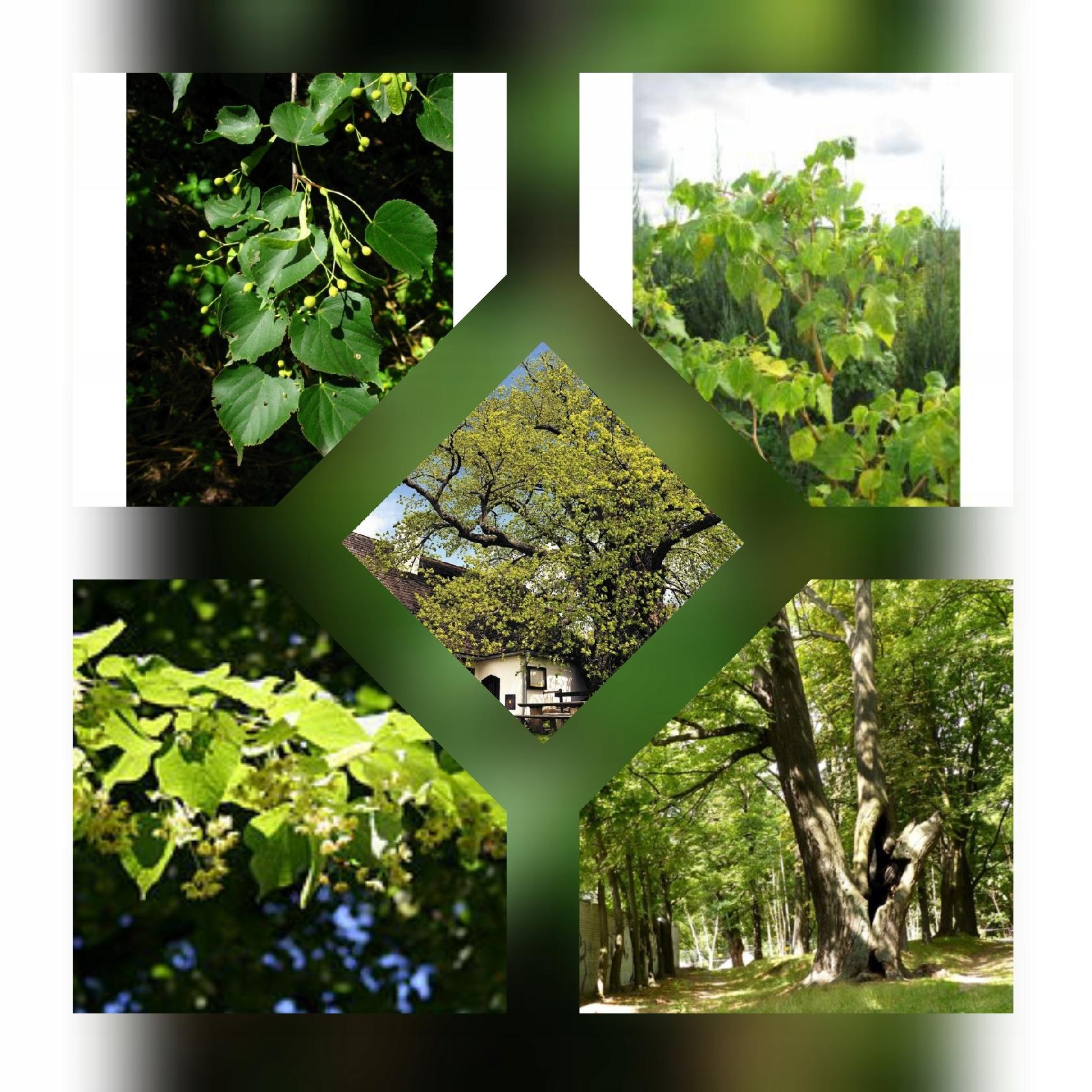 Lipa drobnolistna Tilia cordata okazała sadzonka