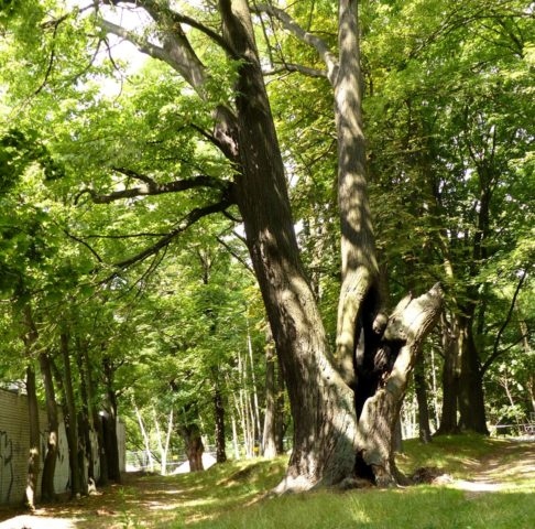 Liście lipy drobnolistnej