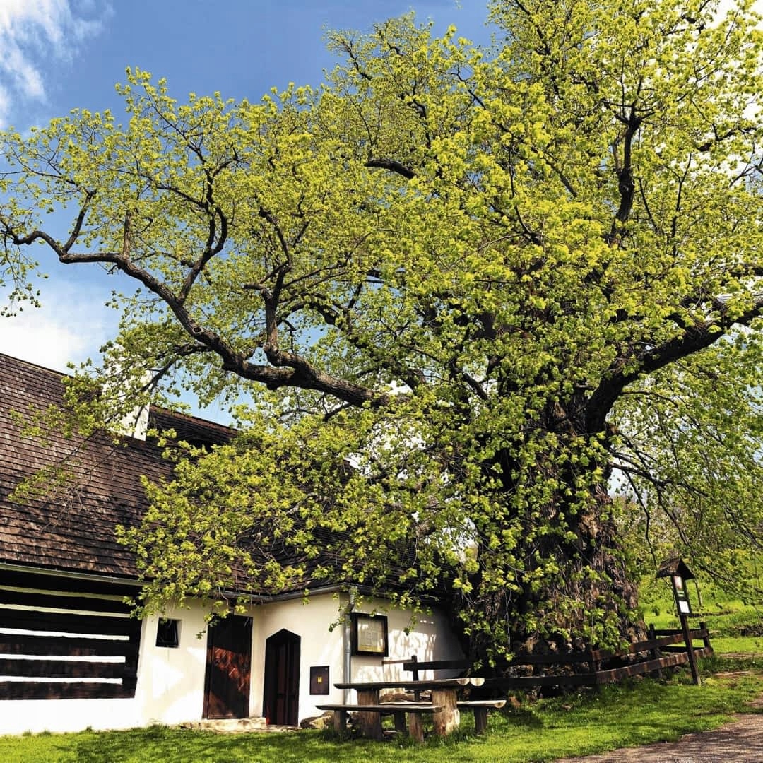 Lipa sadzonki doniczki