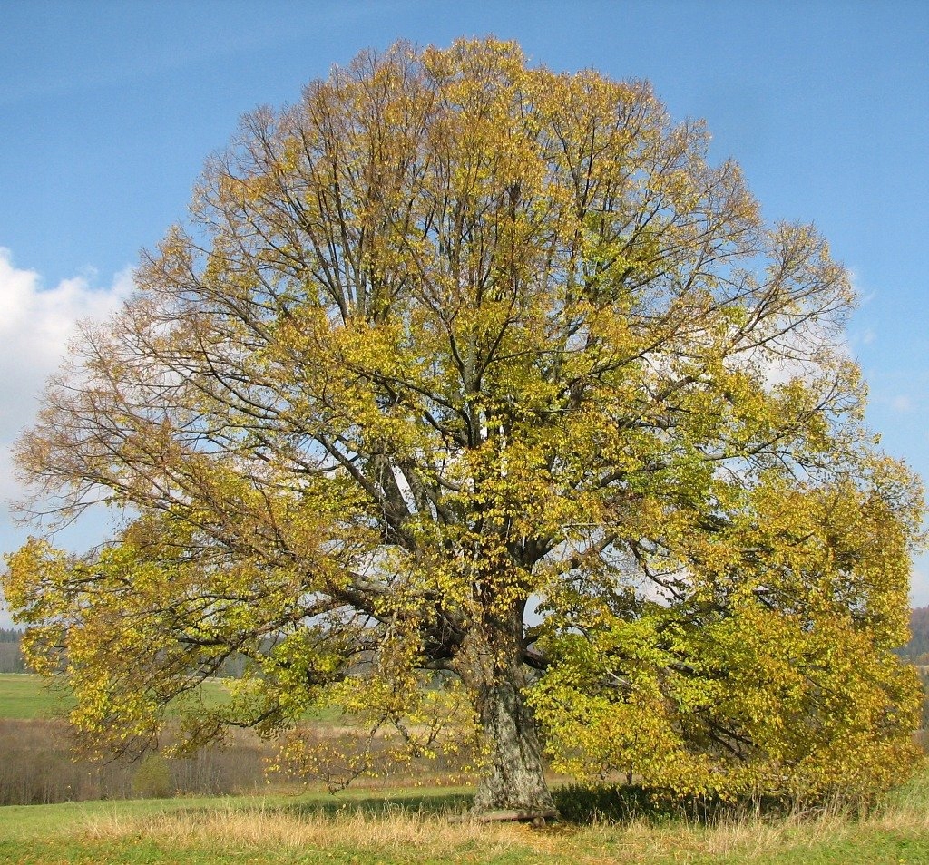 Sadzonki lipy w rzędach