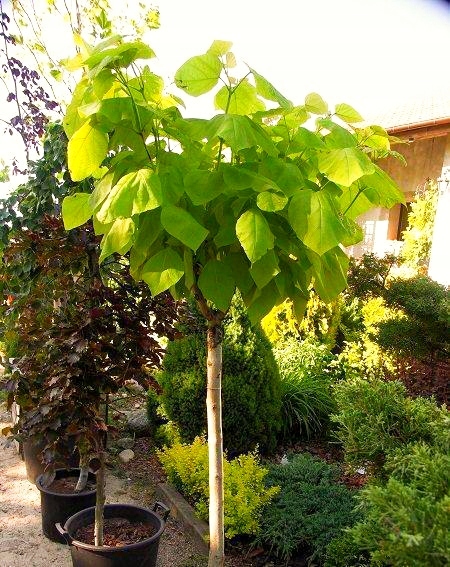 Kwitnienie lipy szerokolistnej