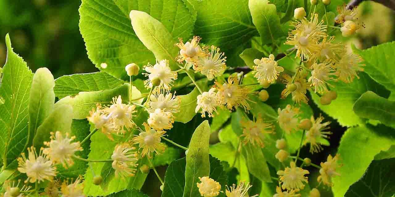 Lipa szerokolistna Tilia platyphyllos sadzonka