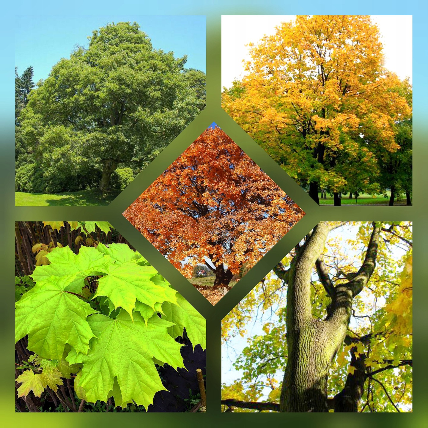 Klon zwyczajny drzewo