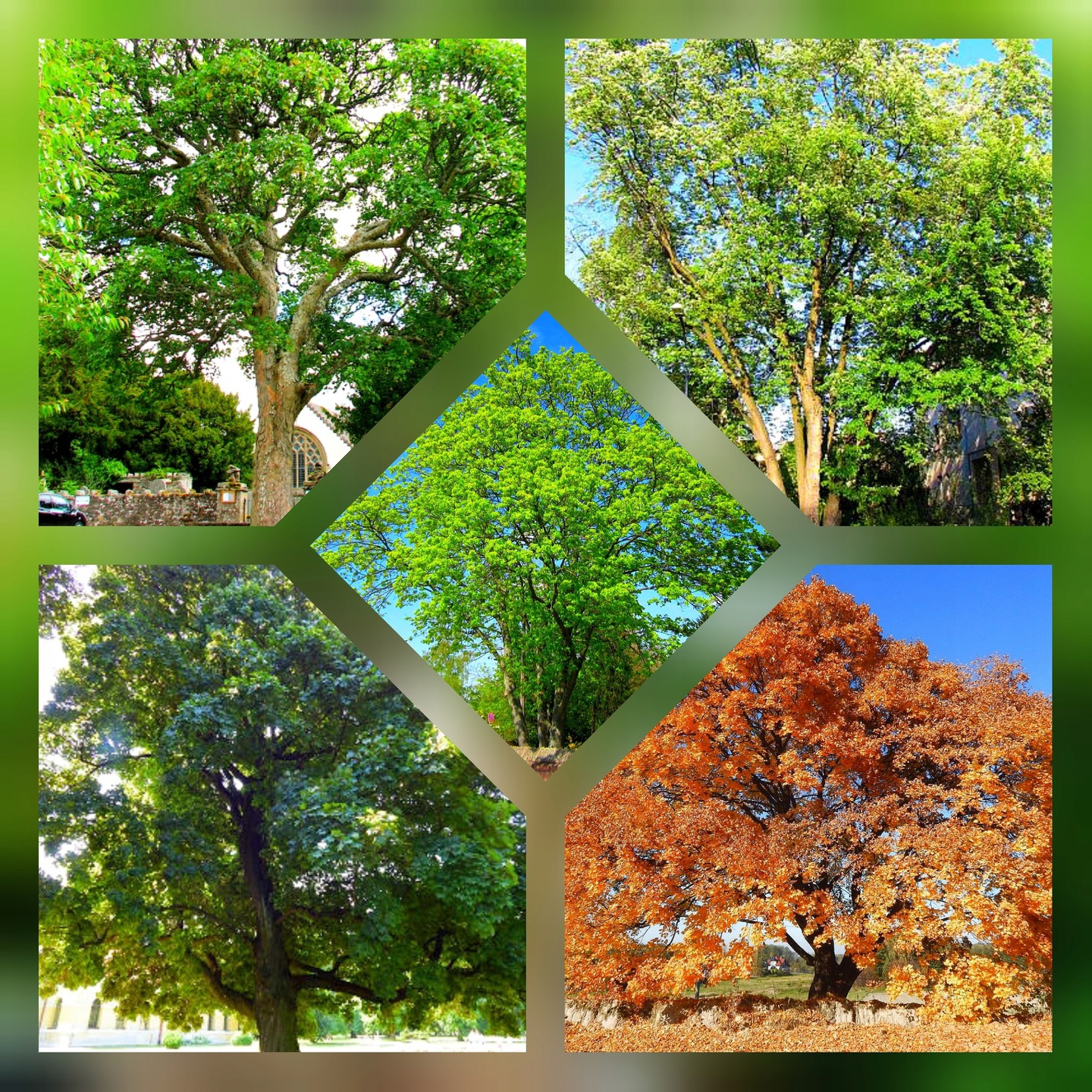 Klon Zwyczajny liście