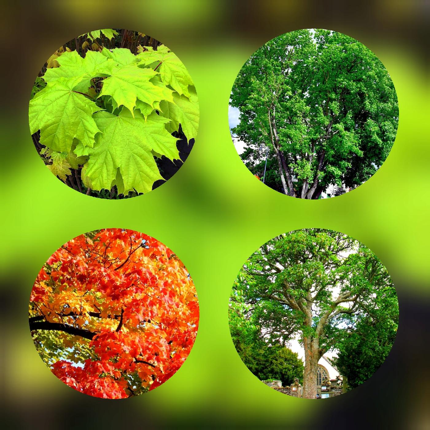 Klon Zwyczajny dorodne drzewo