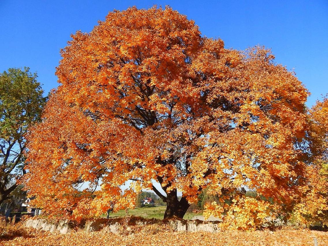 Młode drzewa w szkółce