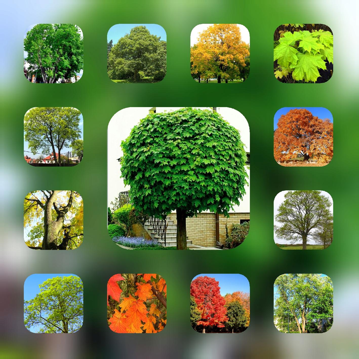 Klon Zwyczajny dorodne drzewo