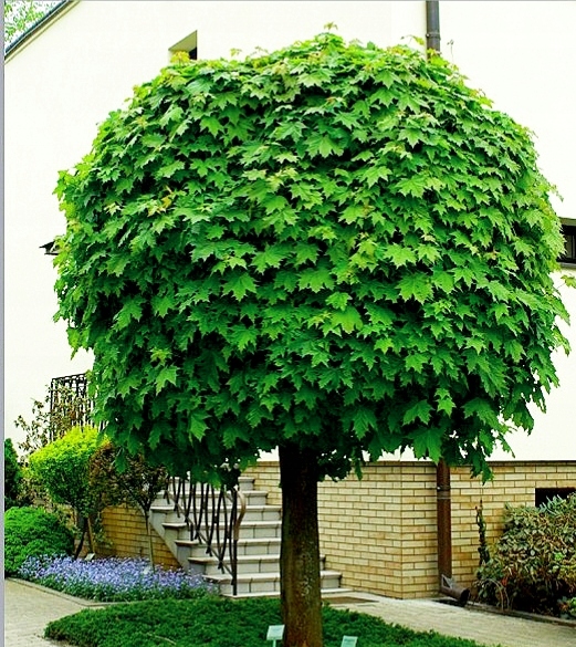 Kwitnienie klonu zwyczajnego