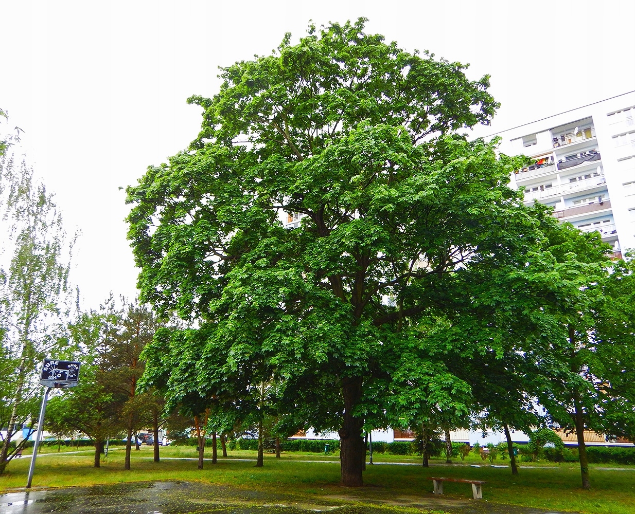 Sadzonki w pęczkach