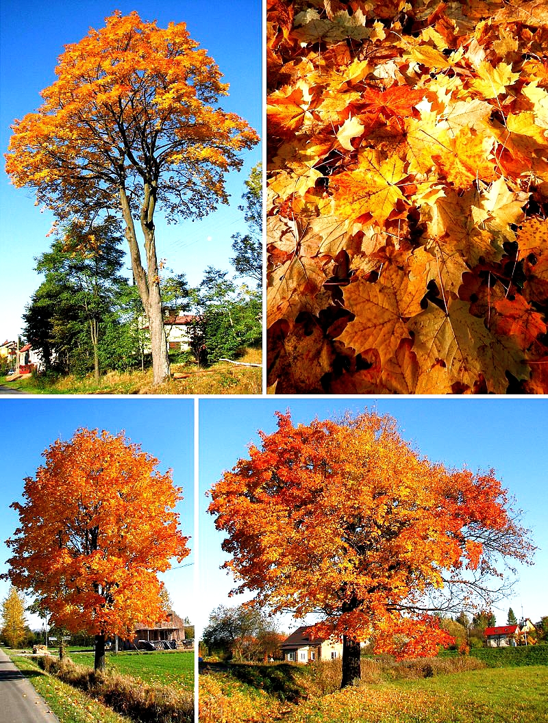 Klon Zwyczajny liście latem