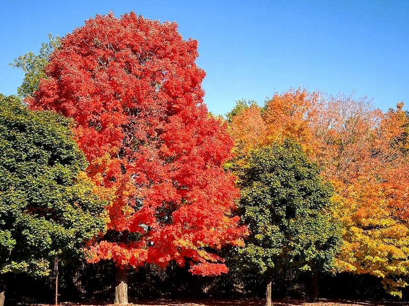 Kwitnący klon zwyczajny